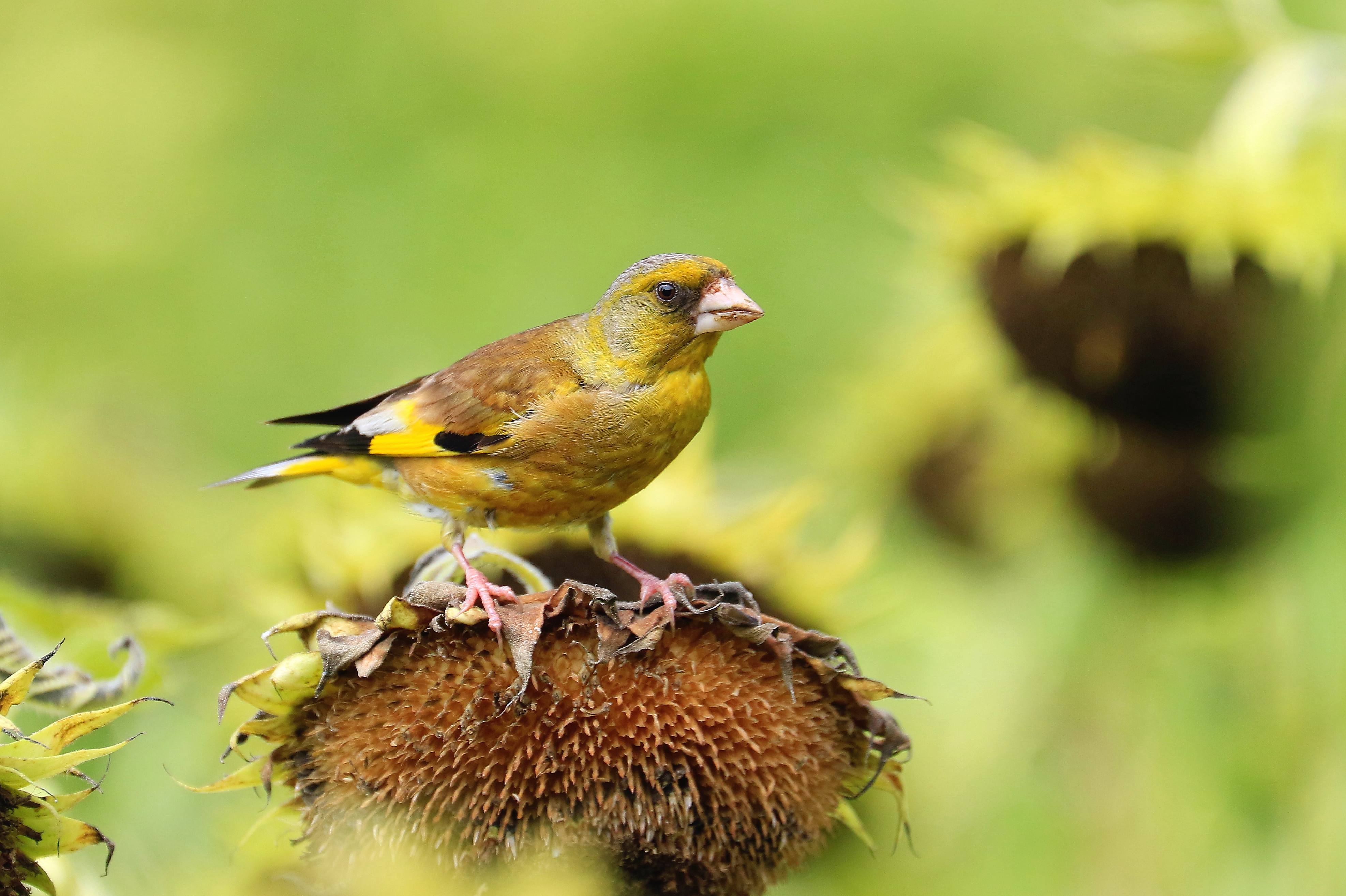 阿哈湖鸟类——金翅雀 - 自然之声