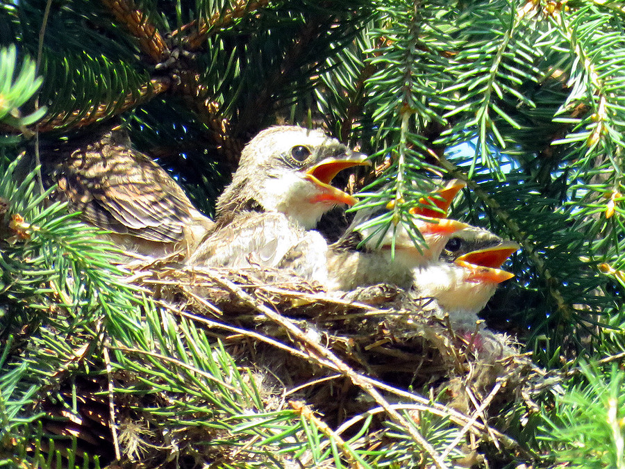 伯勞與幼鳥2