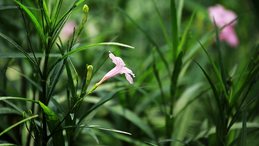 兰花草