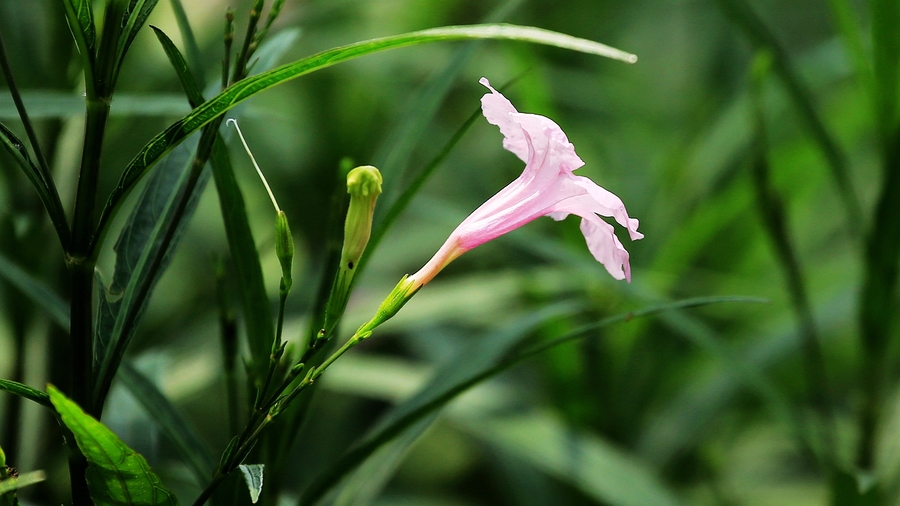 蘭花草