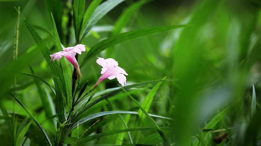 兰花草(兰花草简谱)