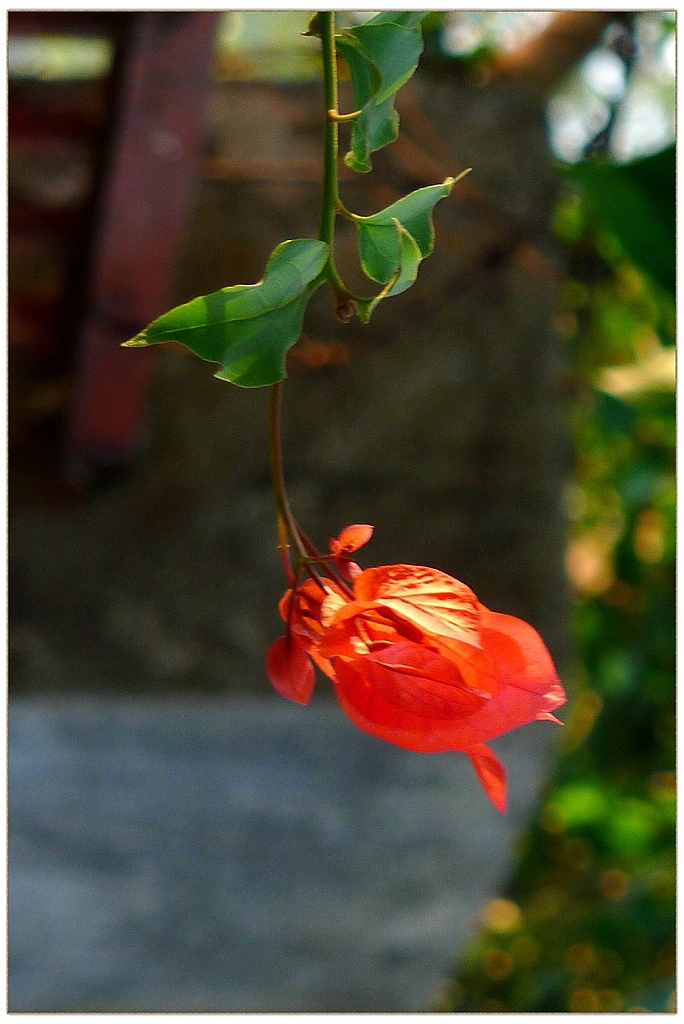 花非花 景非景