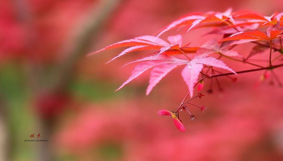 【秋日,紅葉,秋語攝影圖片】生態攝影_一路順風889_太平洋電腦網攝影