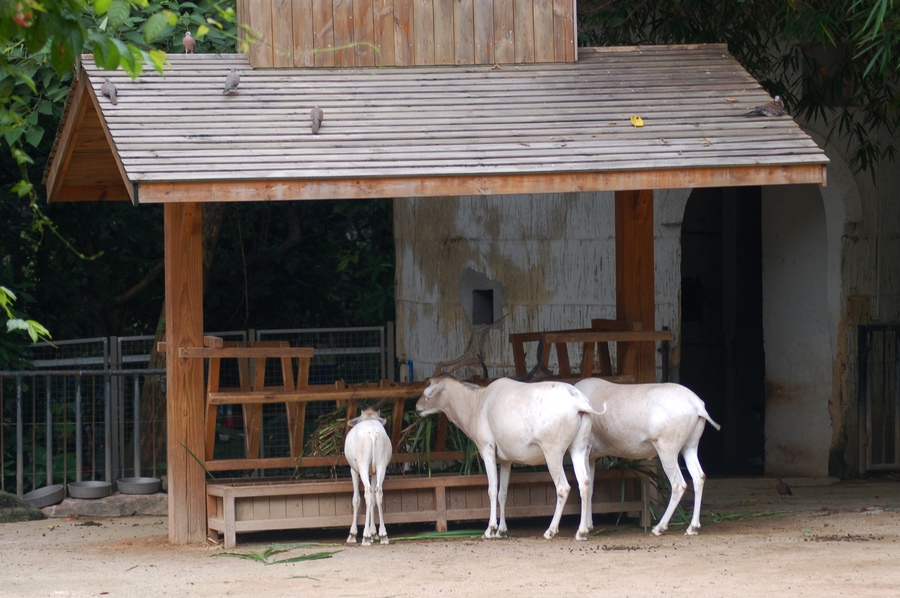 牛馬鹿羊動物