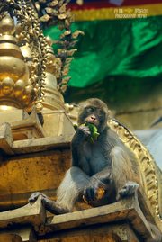 行摄尼泊尔（10）——猴子！