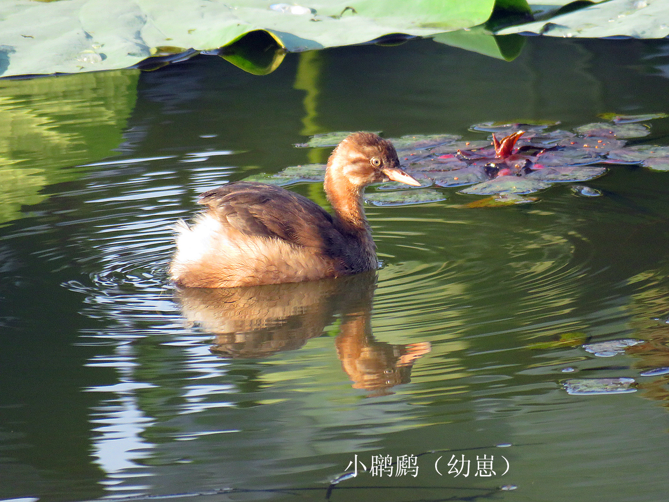 抓水葫芦小水鸭叫声图片