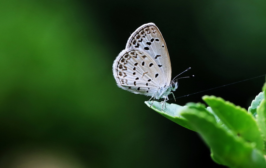 世界上最小的蝴蝶图片
