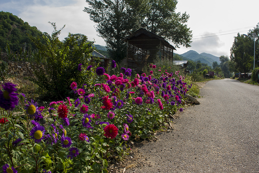 开满鲜花的村庄图片