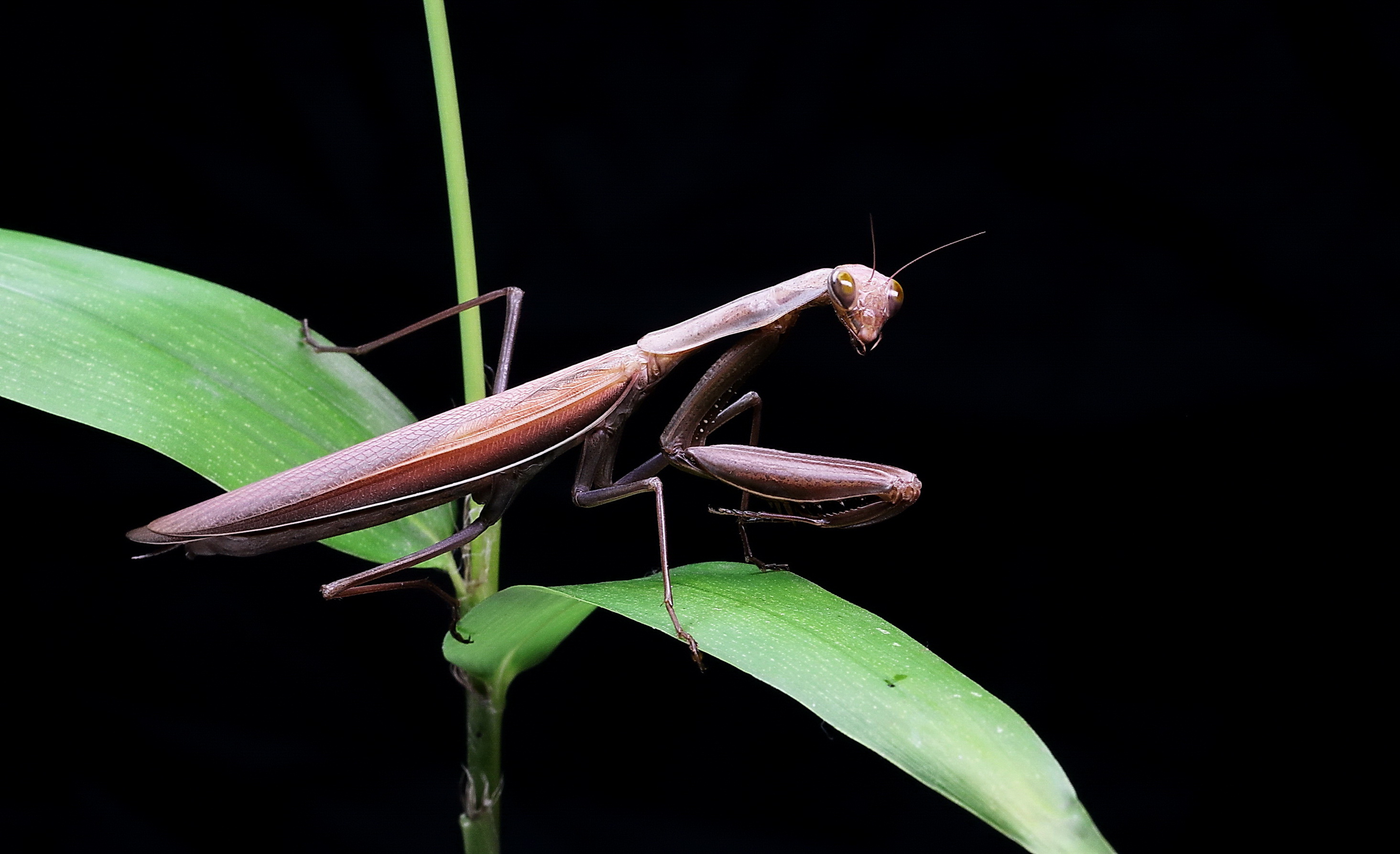 绿螳螂 · 免费素材图片