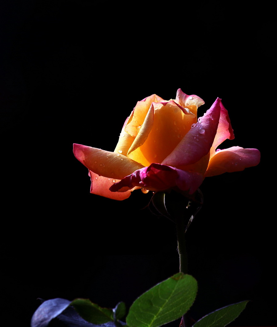 ɽ¼ 2