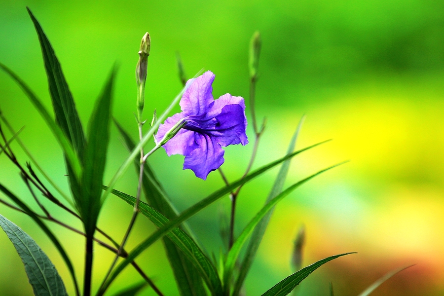 再拍兰花草