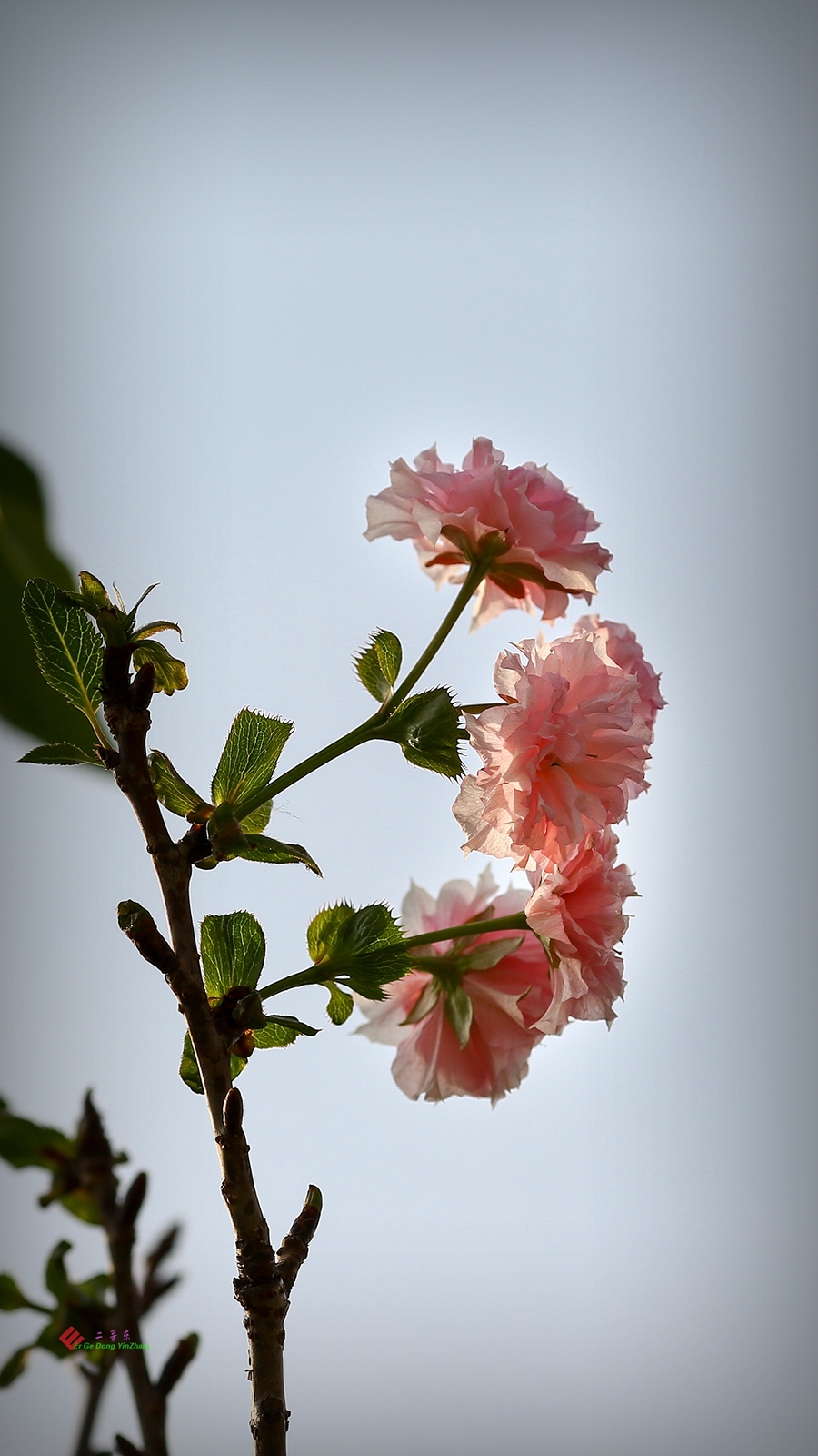 秋天的樱花也艳丽