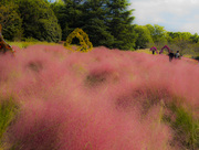 今年的网红花草-粉黛乱子草和狗尾巴草