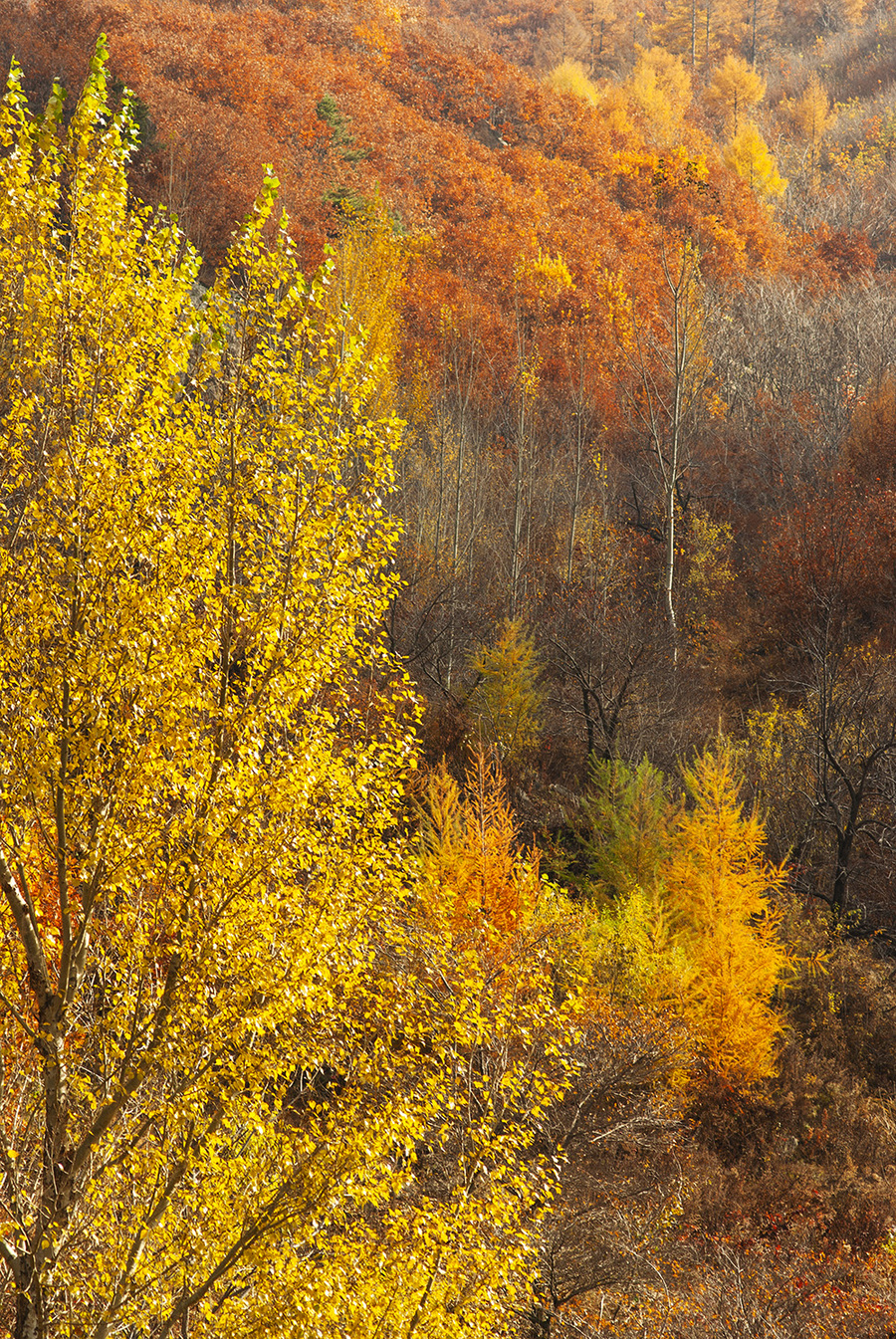 大山里的秋色的图片图片