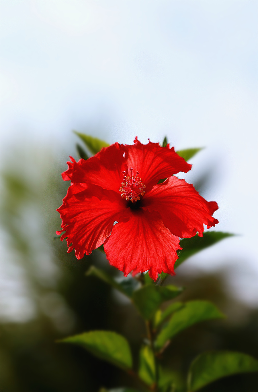 BKPP扶桑花素材图片