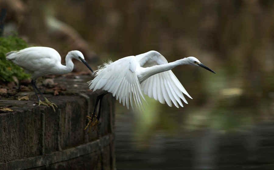 źһ