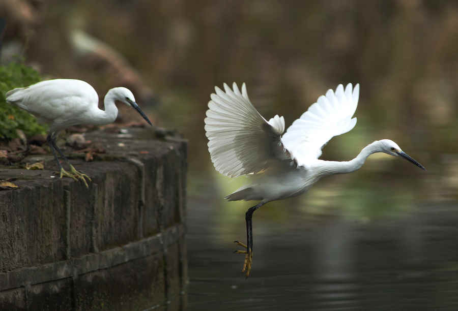 źһ