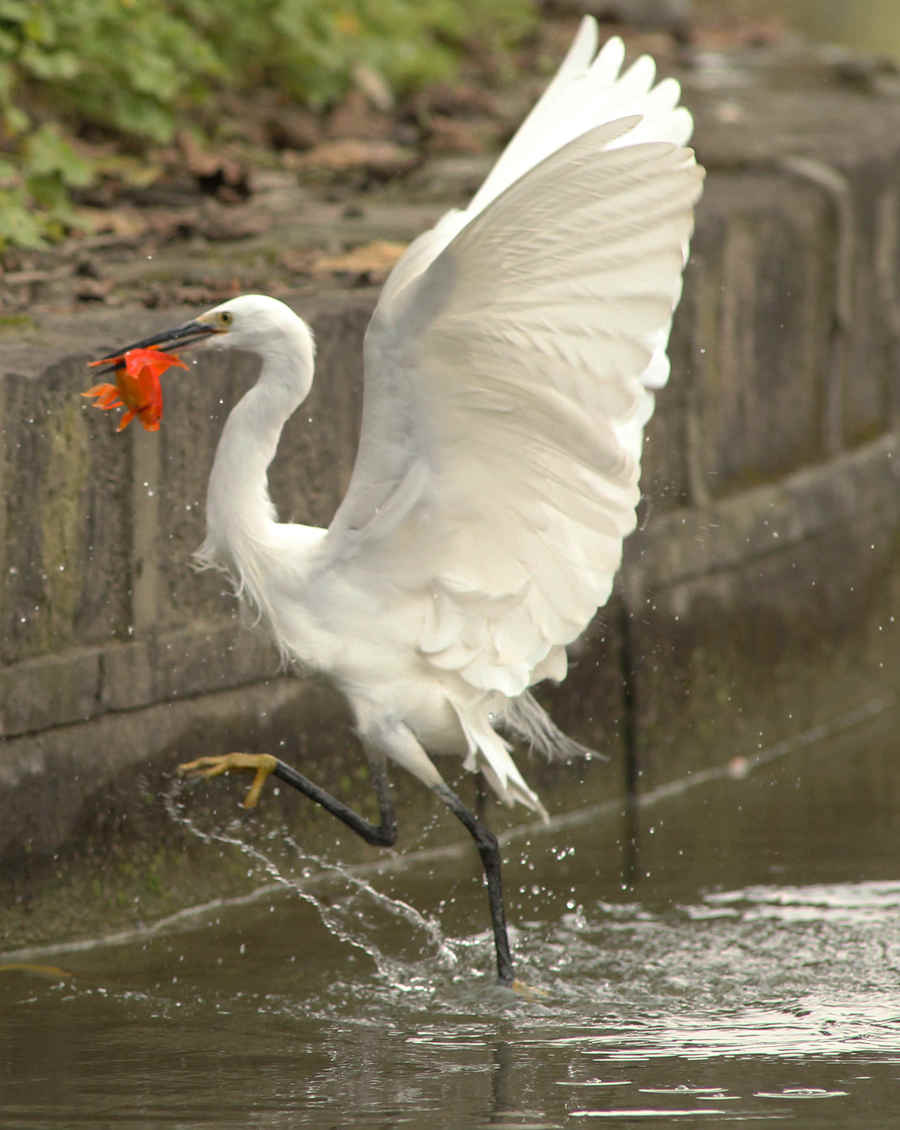 źһ
