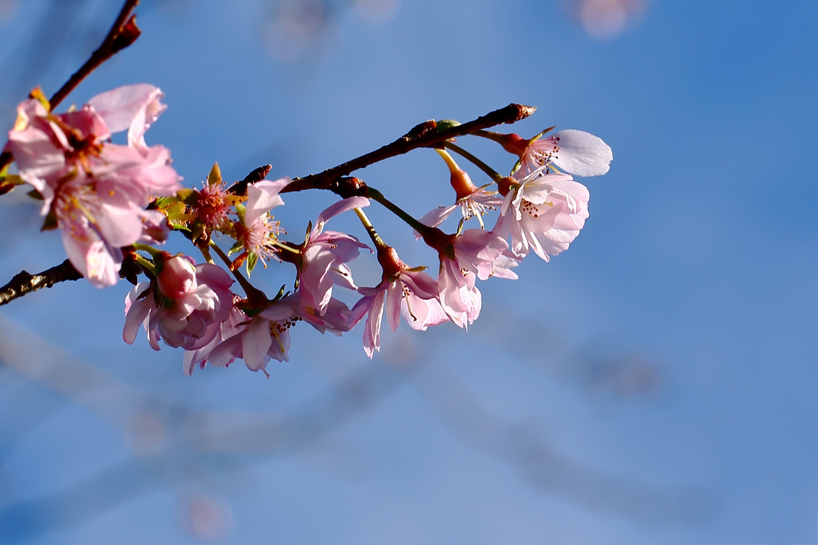 日本行早开的樱花