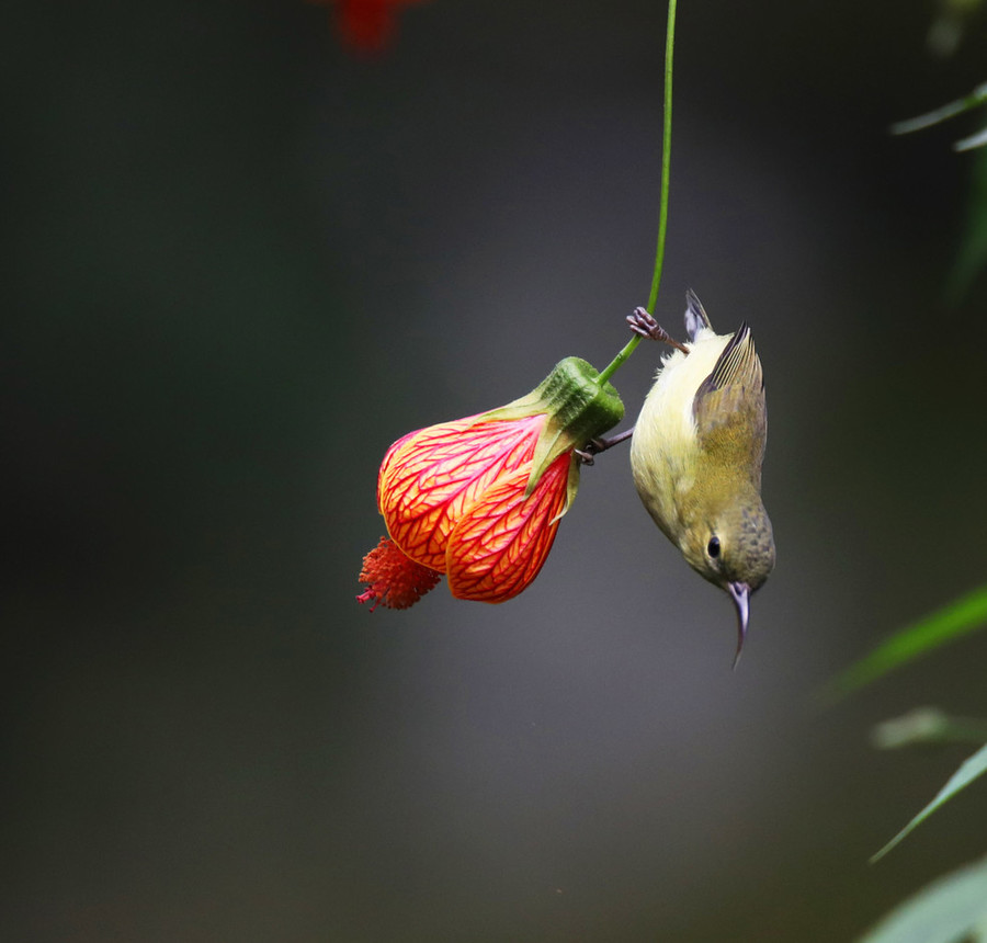 燈籠花?太陽鳥