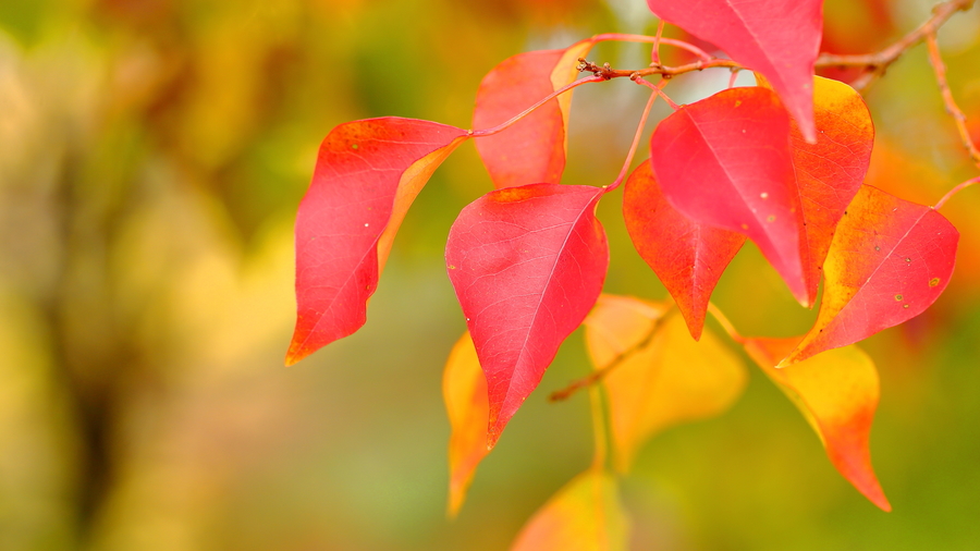 日本行------紅葉片片