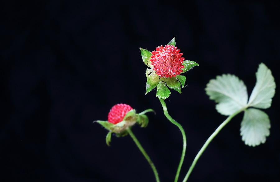 ݮ18