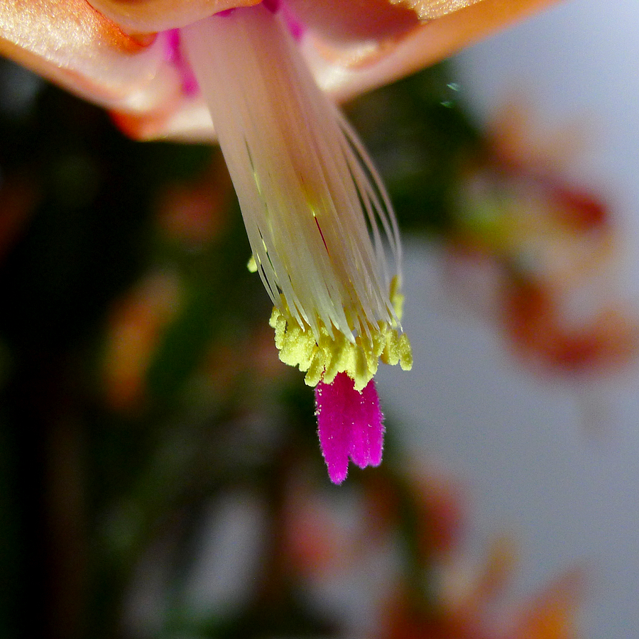 微距摄摄蟹爪兰的花(共 8 p)