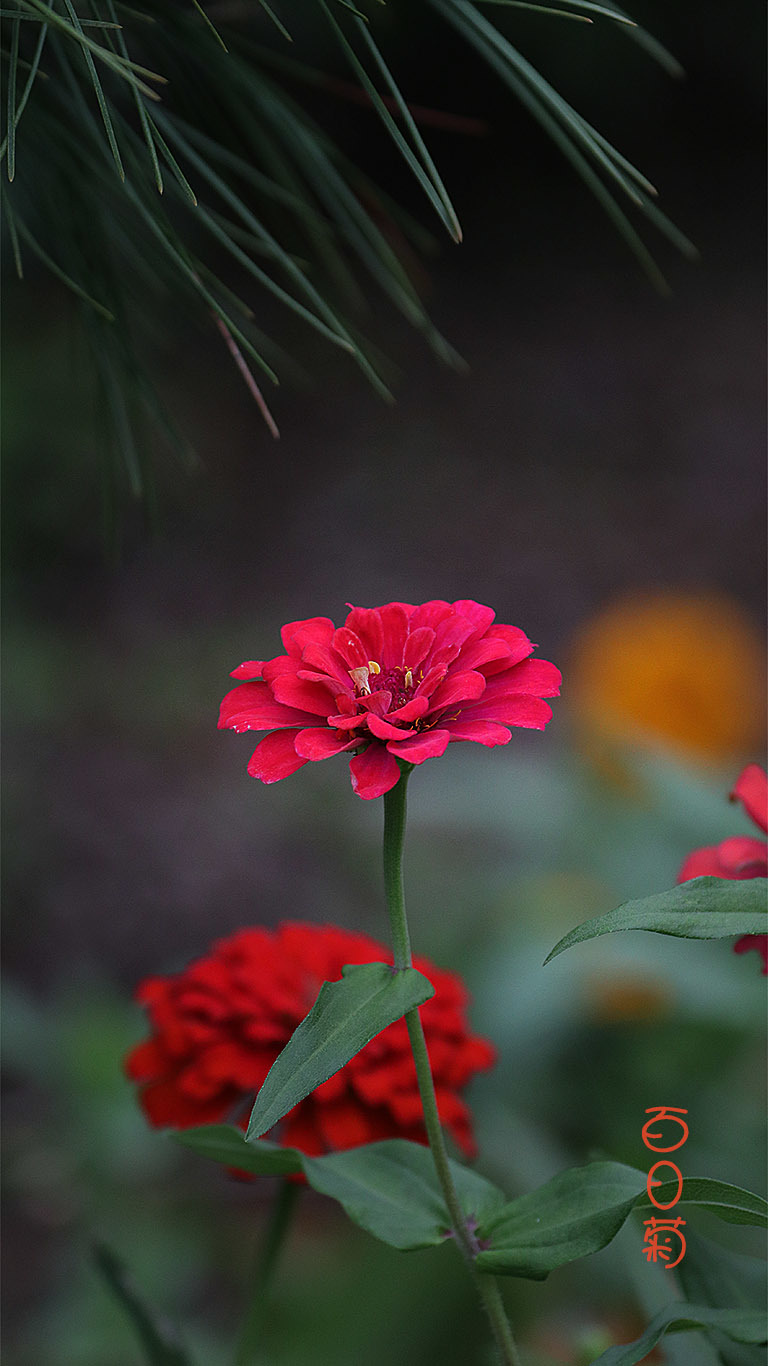 ԰İվ-5