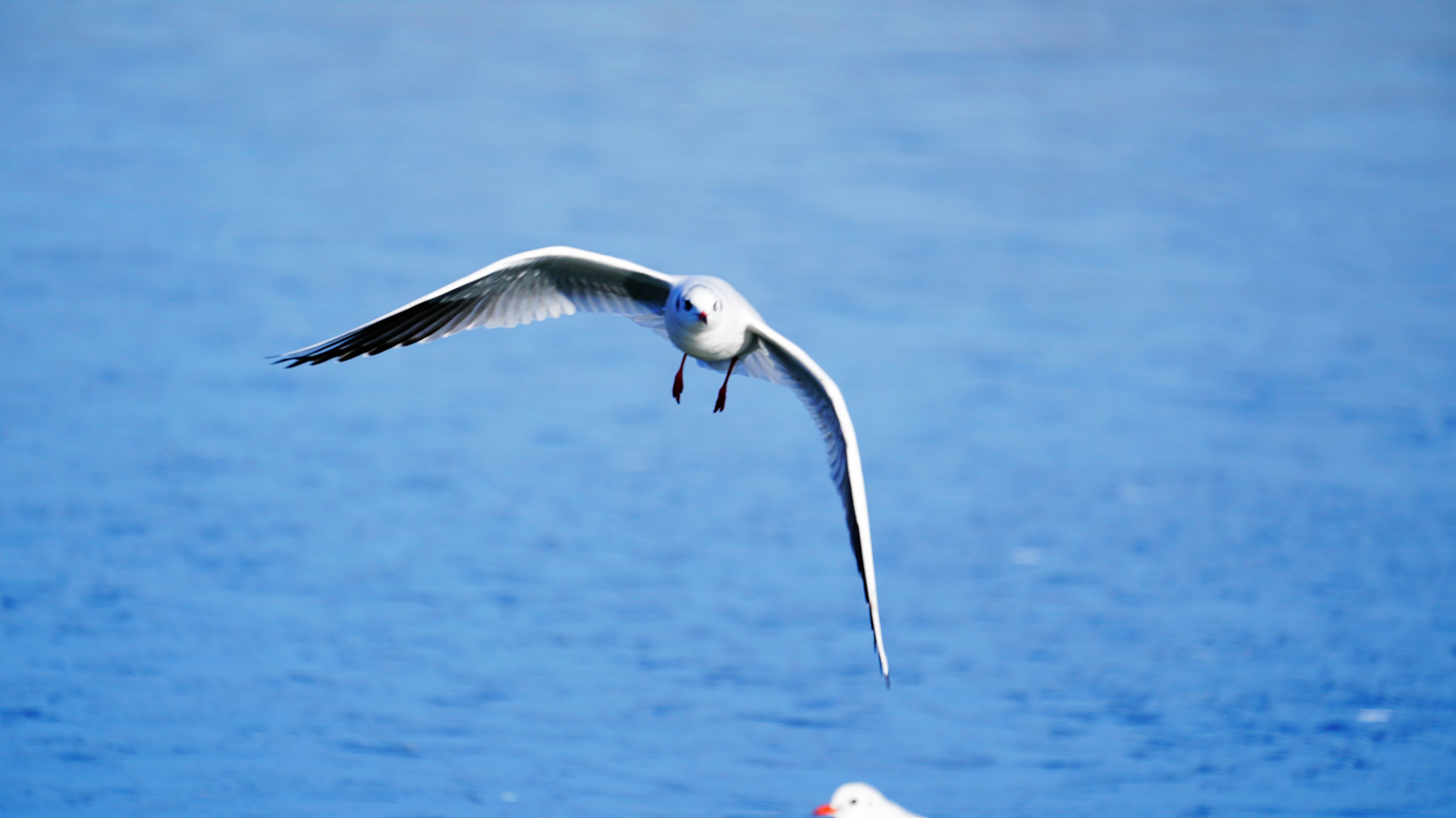 飞翔的海鸥高清图片-千叶网