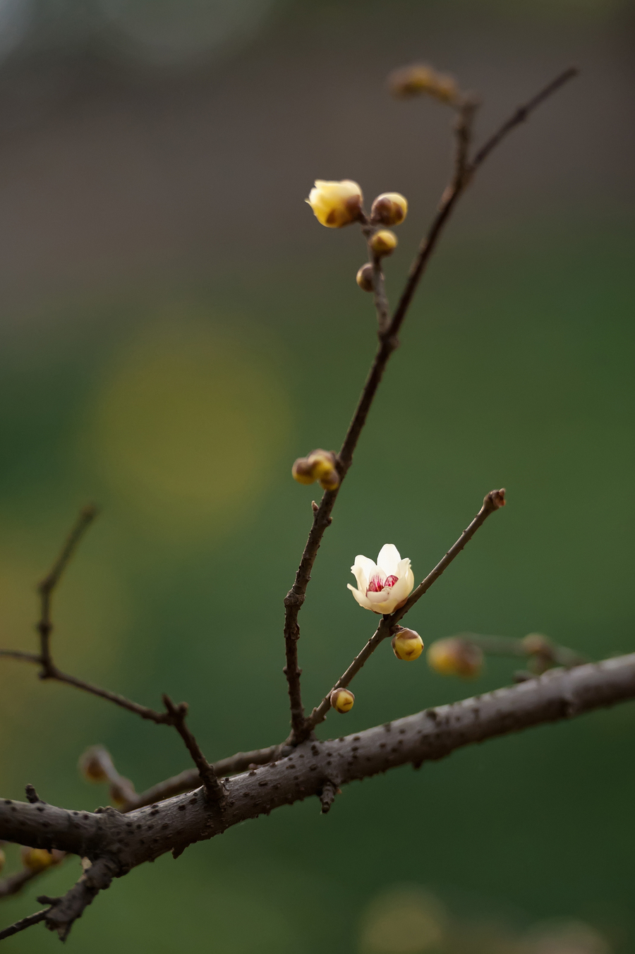 好看的腊梅花图片(好看的腊梅花图片大全大图)