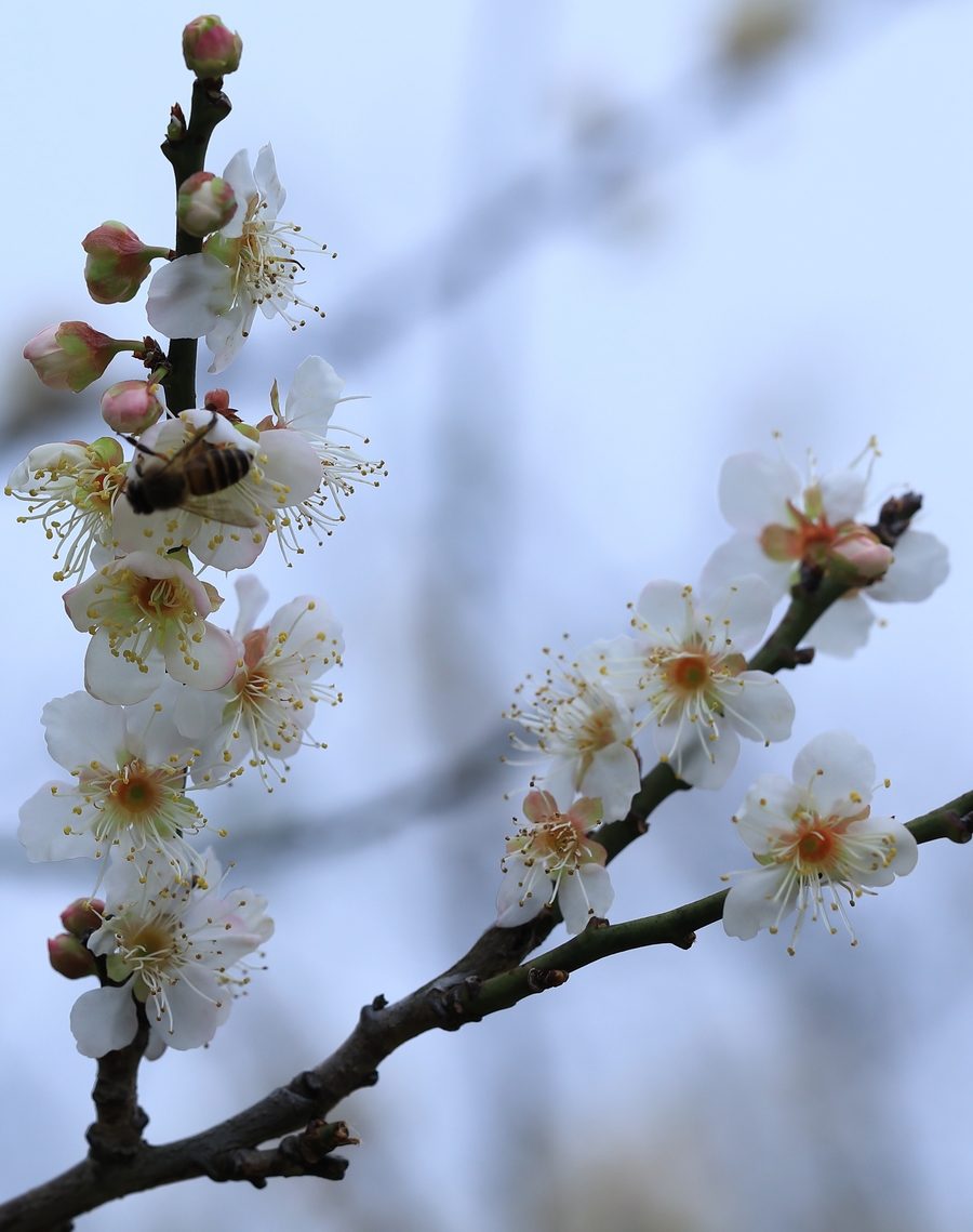 萝岗香雪公园梅花图片图片