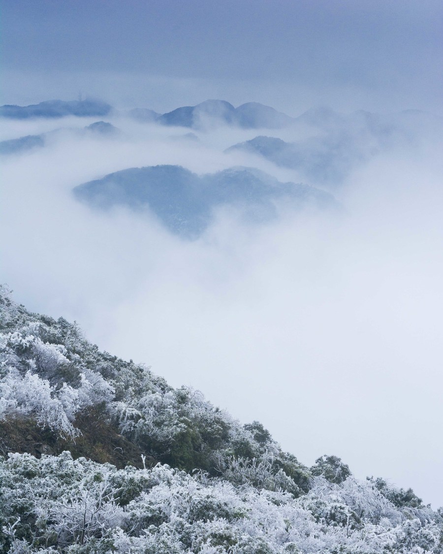 大明山雾松图片