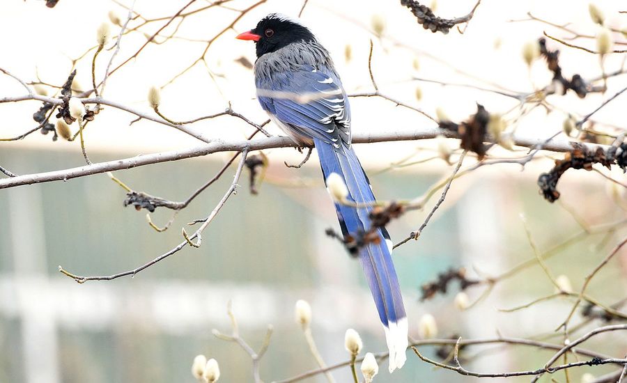 蓝桉树上的鸟红嘴蓝鹊图片