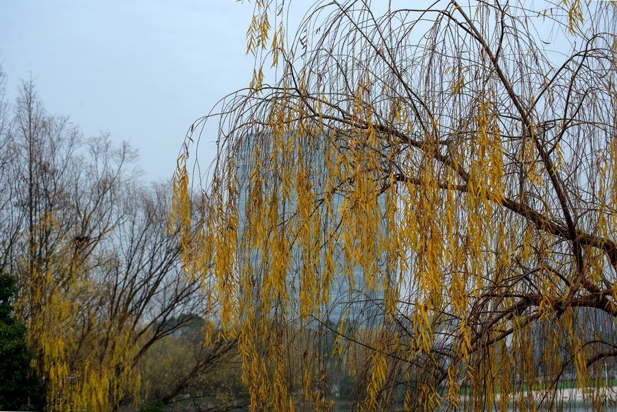 柳树冬天的样子图片图片