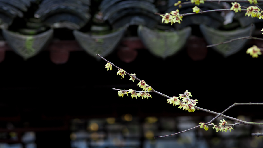 醉白池的梅花