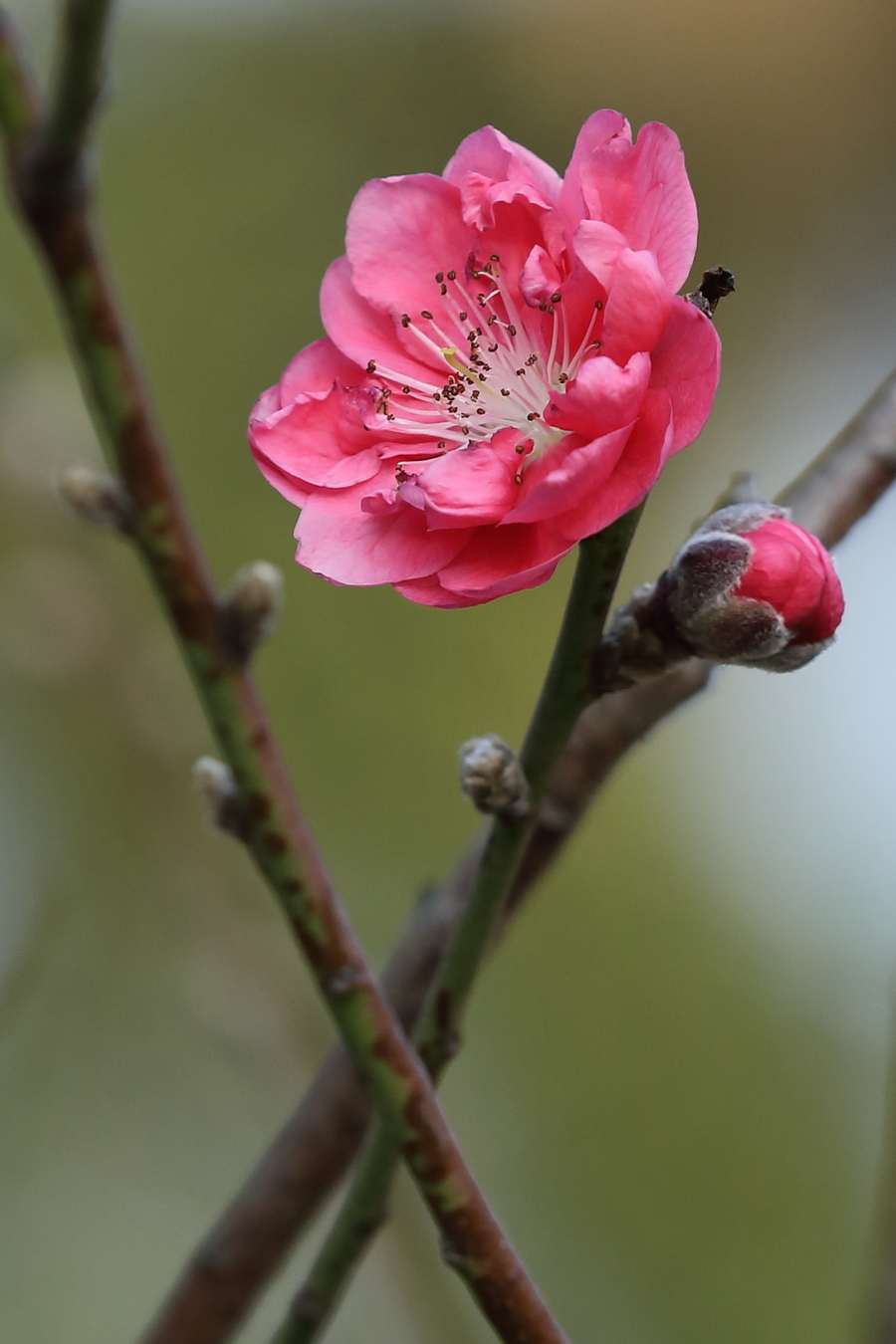 一朵桃花真实图片图片