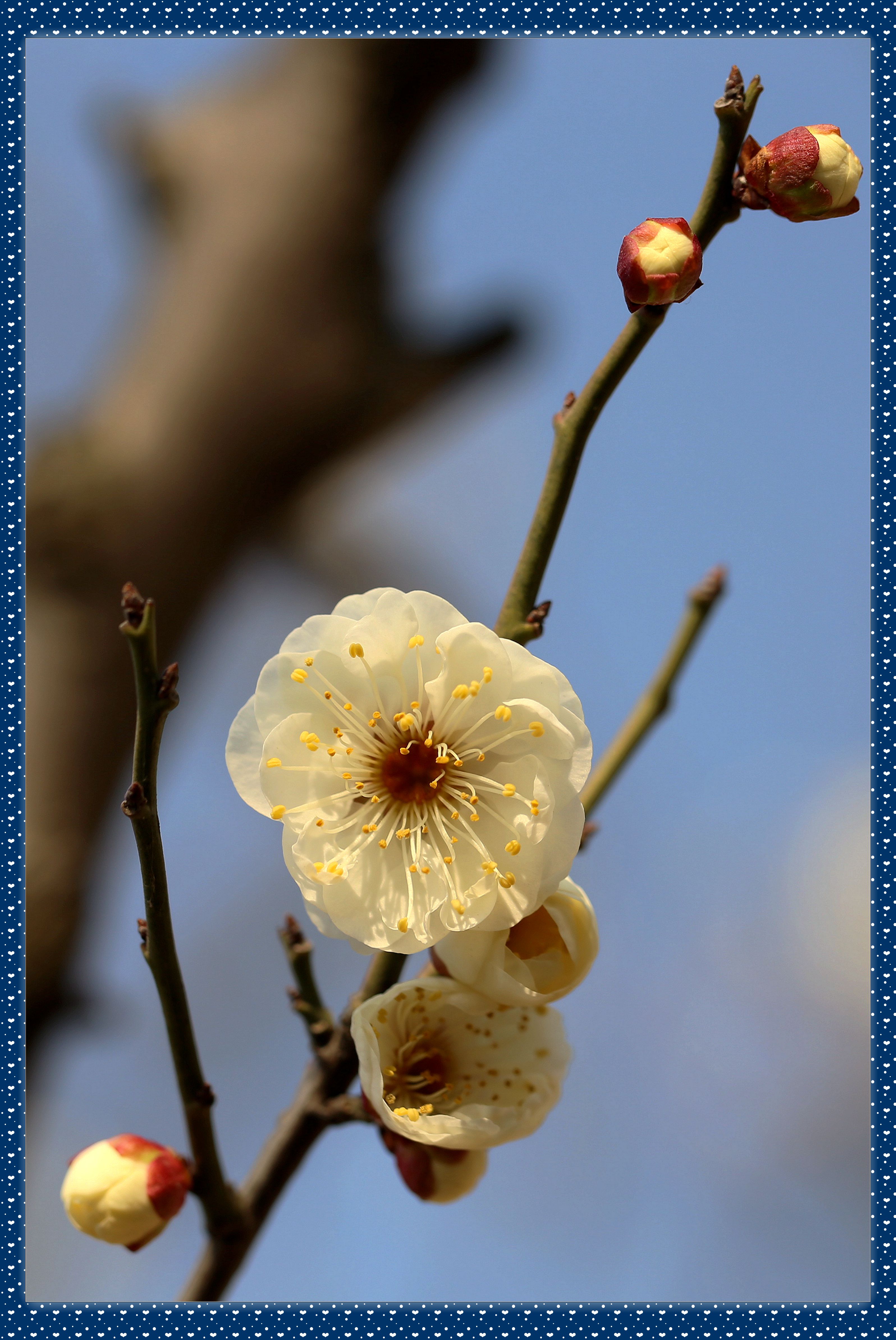 梅花 白梅 植物 · Pixabay上的免费照片