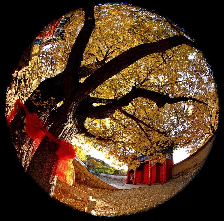 渑池禅林寺图片