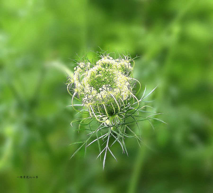 一縷素花沁心香