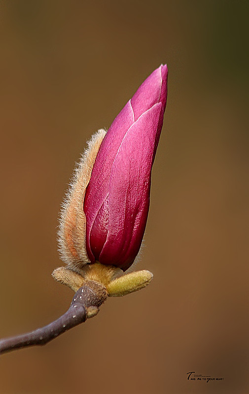 玉蘭花