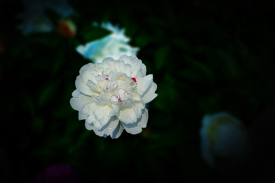 ݲ63
