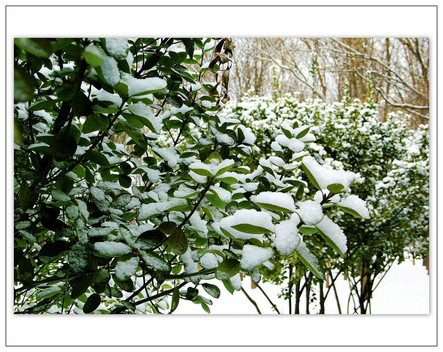 杨树上的冬青图片