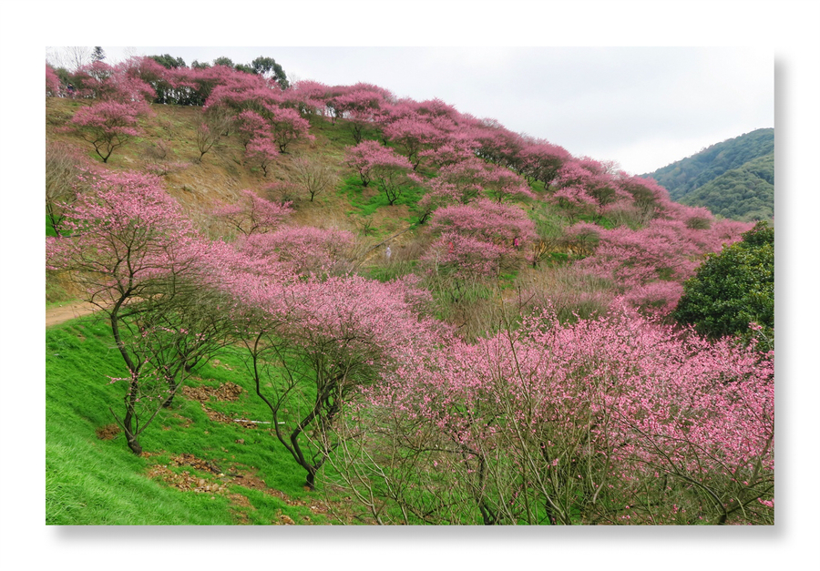 桂林穿山公园梅花图片