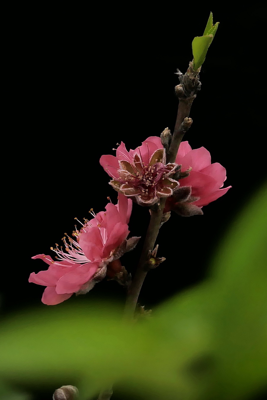 桃花摄影图片 生态摄影