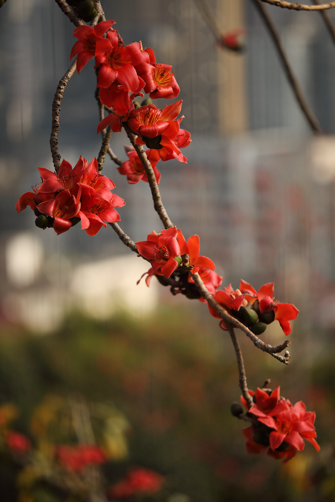 木棉花