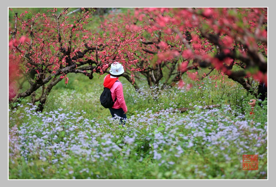 春來福至(從化呂田鷹嘴桃花園)