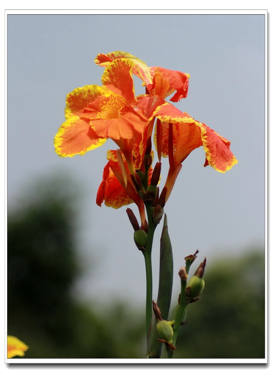 美人蕉花图片大全(美人蕉花图片大全唯美)