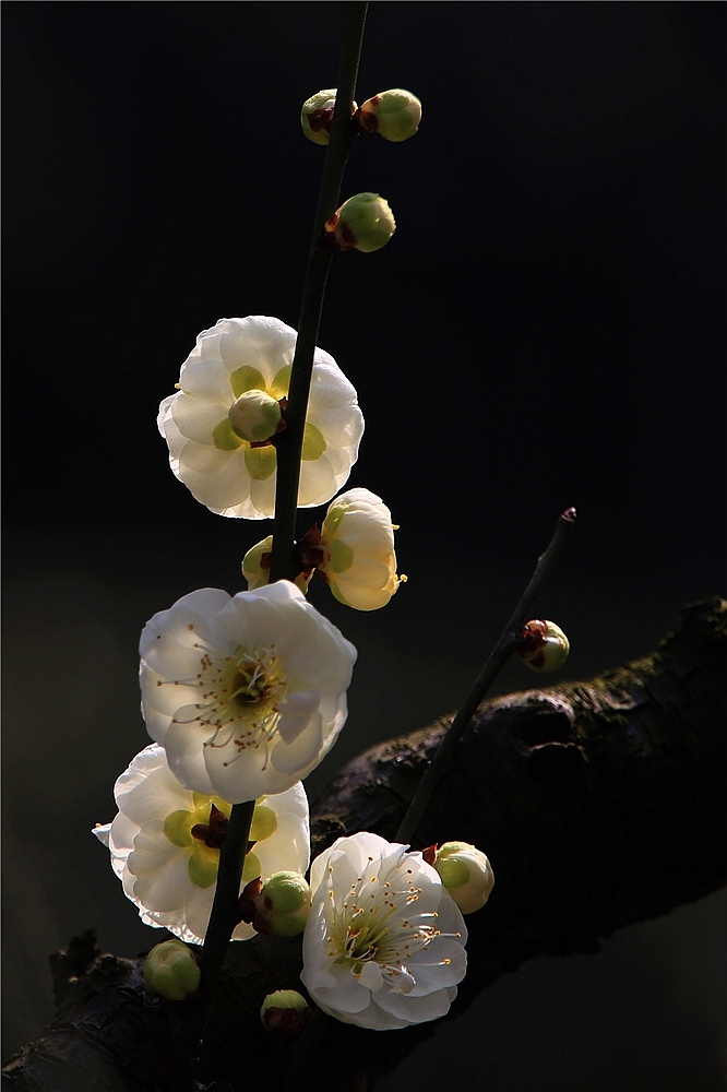 梅花图片(梅花图片简笔画手绘彩色)