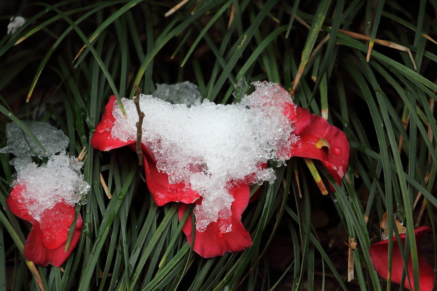 雪红花