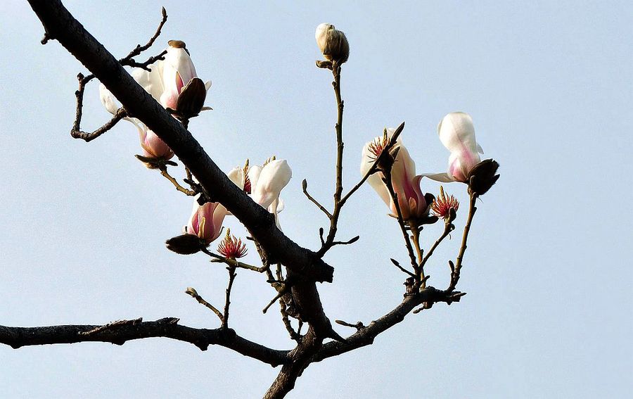 玉兰花几月份开花(玉兰花几月份开花湖南)